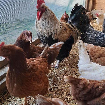 Ferienwohnung Eiernest Briedeler Heck Ngoại thất bức ảnh
