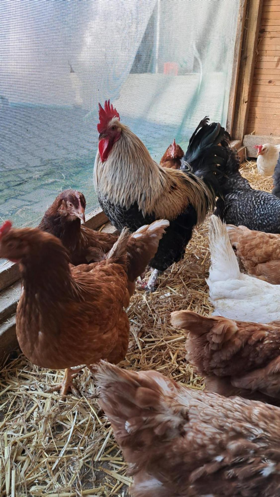 Ferienwohnung Eiernest Briedeler Heck Ngoại thất bức ảnh